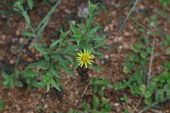 Pulicaria wightiana